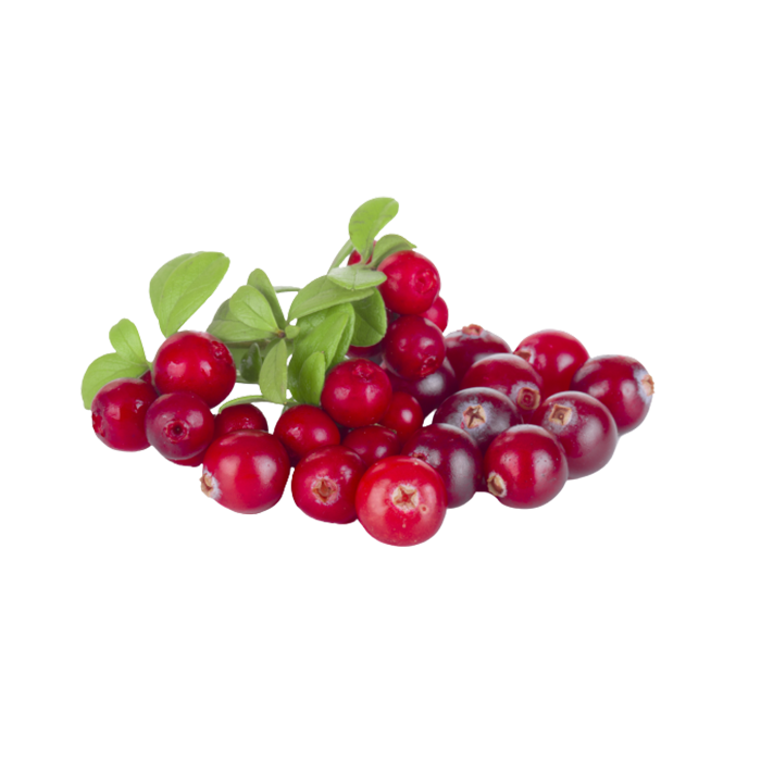 Экстракт сухой — клюква (плод)