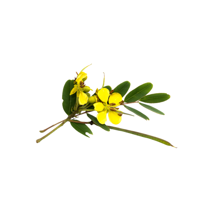 Экстракт сухой — сенна (лист)