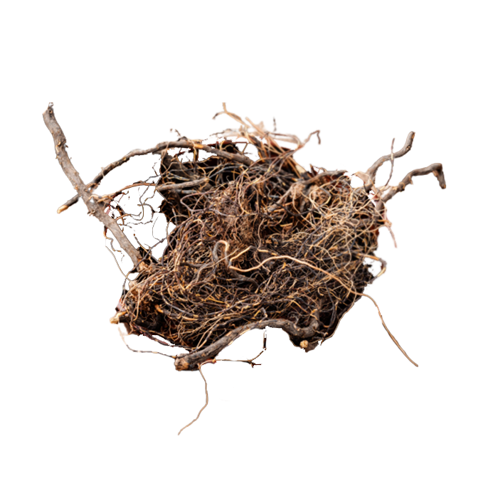 Экстракт сухой — левзея (корень)