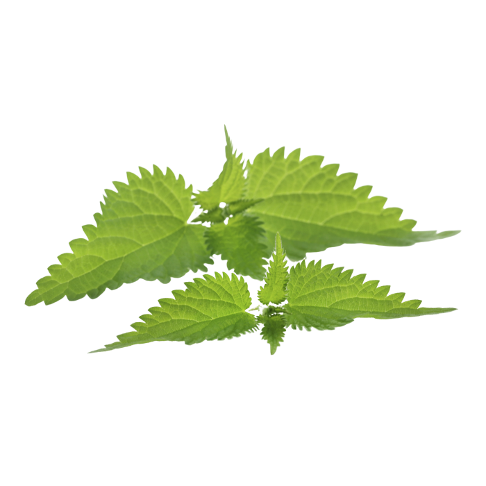 Экстракт сухой — крапива (трава)