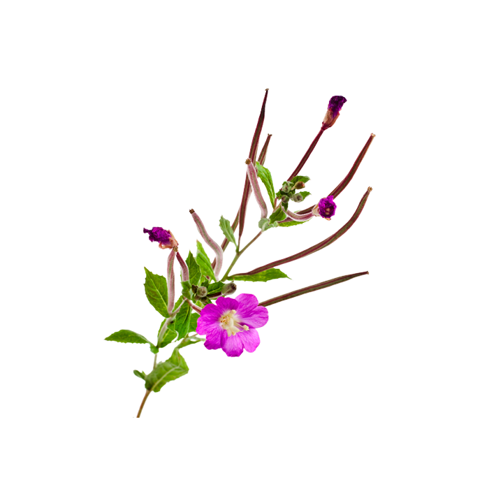 Экстракт сухой — кипрей (лист)