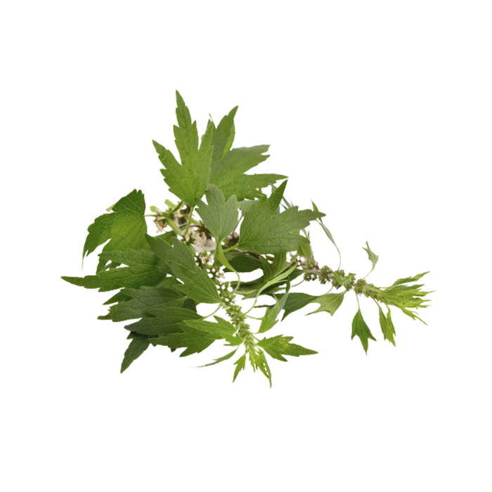 Экстракт сухой — пустырник (трава)