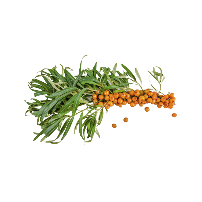 Экстракт сухой — облепиха (побеги)