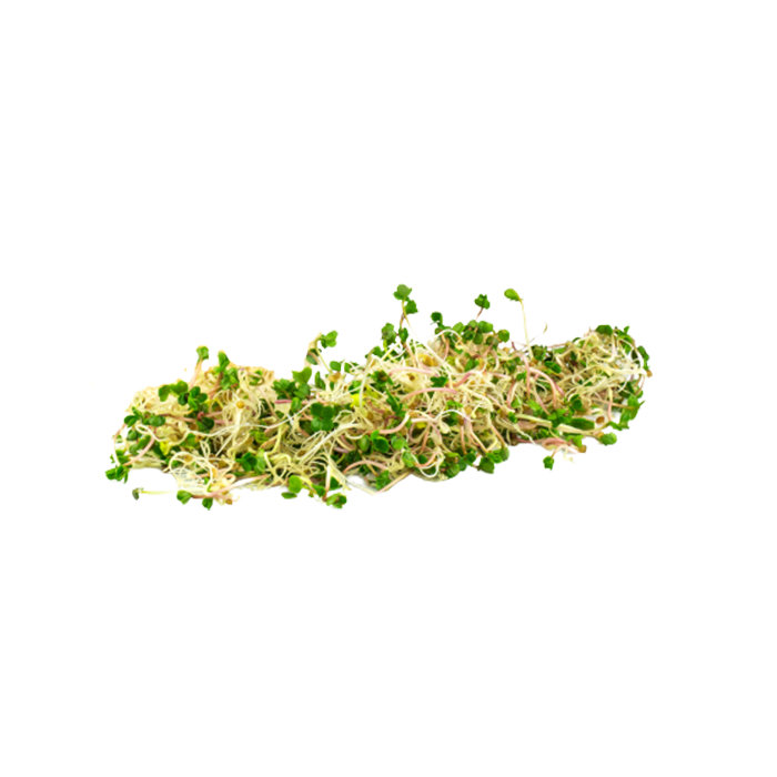 Экстракт сухой — пырей (корень)