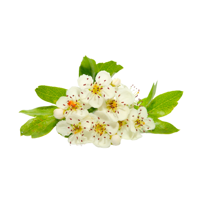 Экстракт сухой — боярышник (цвет)