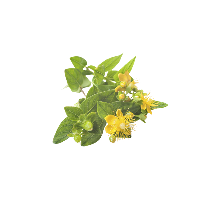 Экстракт сухой — зверобой (трава)