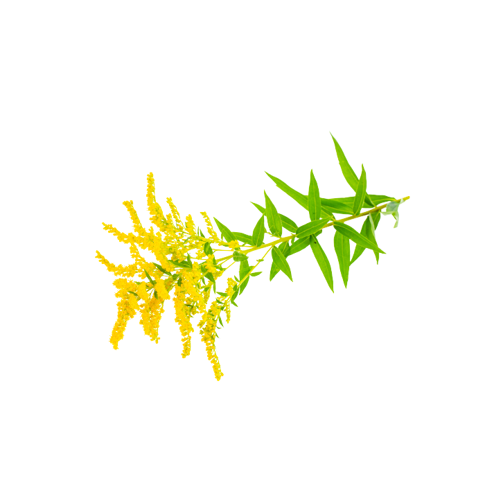 Экстракт сухой — золотарник (трава)