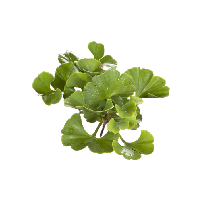 Экстракт сухой — гинко билоба (лист)