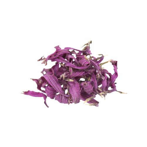Эхинацея Эхинацея